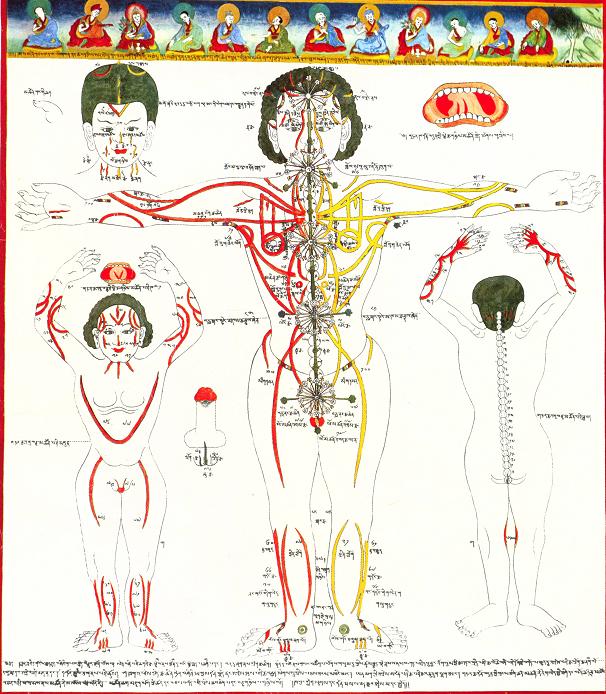 Planche anatomique avec chakras yu-ho-kung.jpg