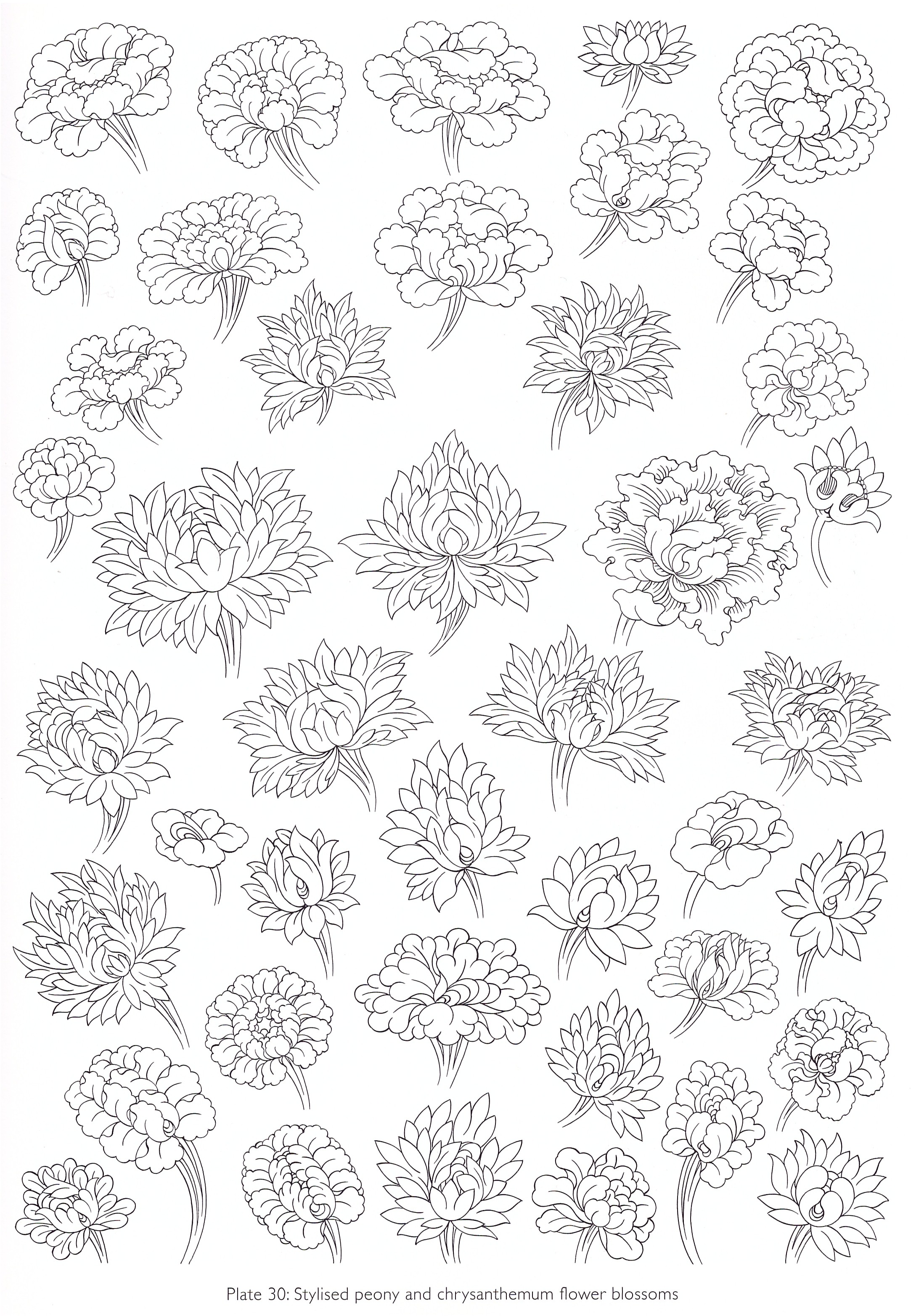 Robert Beer - planche 30 - pivoines et chrysanthèmes.jpeg