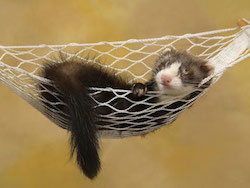 Ferret_-_Pets_Wallpaper.jpg