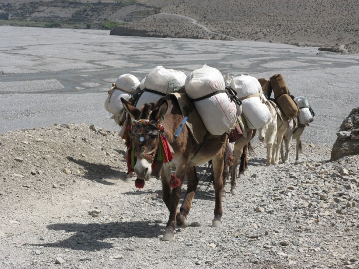 Caravane de mulets et d'ânes.jpg
